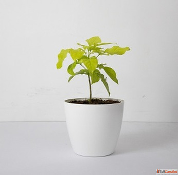 Radermachera Plant - Lush Green Beauty for Your Home