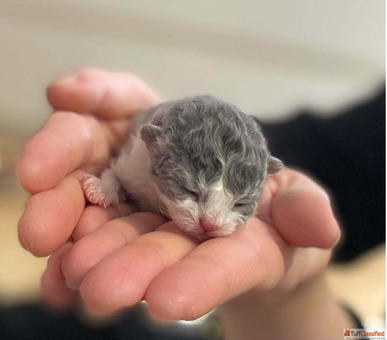 Selkirk Rex kittens for sale