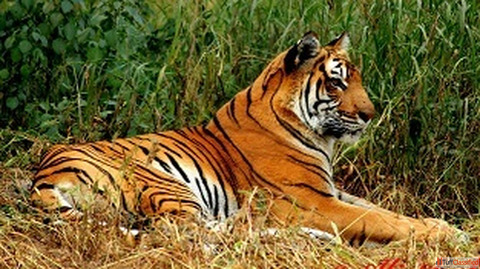 Ultimate Guide to Jim Corbett Safari Booking Everything You Need to Know