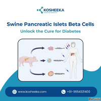 Swine Pancreatic Islets Beta Cells Unlock the Cure for Diabe...