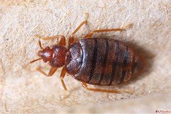 Sleep Easy Bed Bug Pest Control Starting Rs.699 Warranty Ass...