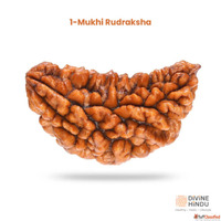Rare 1 Mukhi Rudraksha - Original Certified Bead Available