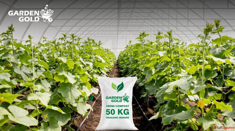Boost Crop Yield with Greenhouse Farming Solutions in Gujarat
