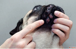 Expert Solutions for Pet Skin Issues in Goa - Visit GlamPetz