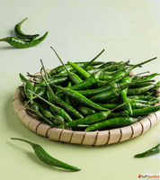 Fresh Green Chilli Suppliers in Gujarat