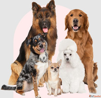 Best Dog Daycare in Milwaukee - Pet-U