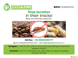 Termite Pest Control in Hyderabad