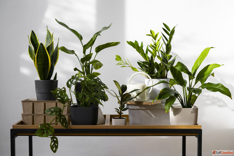 Best Living Room Indoor Plants to Elevate Your Home Decor