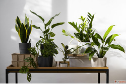 Best Living Room Indoor Plants to Elevate Your Home Decor