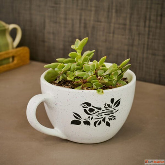 Transform Your Space with Stylish Cup Shape Pots - A Perfect Blend of Function Elegance