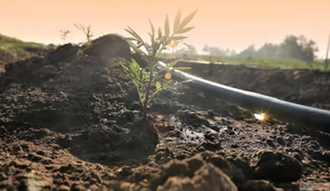 Use Drip System to Water Crops the Smart Way Telangana