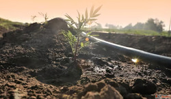 Use Drip System to Water Crops the Smart Way Telangana