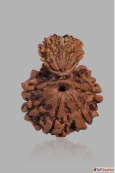 Buy Rudraksha Mala Online Original Energized Rudraksha Beads - Akansha Gems