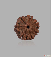 Buy 7 Mukhi Rudraksha Online Certified Seven Faced Beads - A...