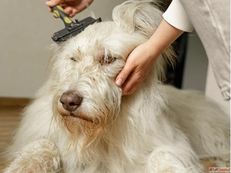 Enhance Your Pet's Natural Look with Expert Hair Colour Restoration in Goa