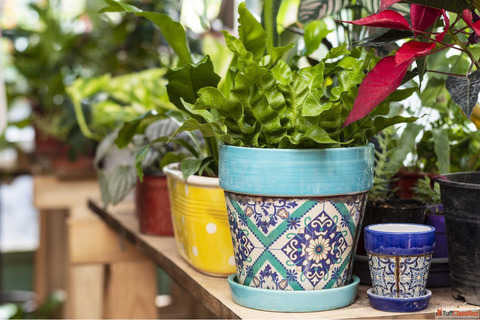 Buy Ceramic Pots Wholesale Online - Premium Quality at Lowest Prices