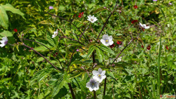 Valley of Flowers Trek - Trekking in India's Floral Won...