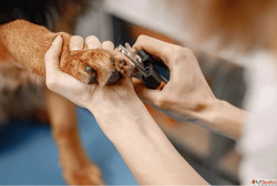 Maintain Healthy Paws with Pet Nail Care Services in Goa