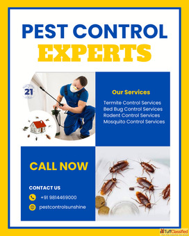 Protect Your Peace with Expert Pest Solutions