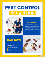 Protect Your Peace with Expert Pest Solutions