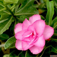 Large Selection of Adenium Plants for Sale Online - Imported...