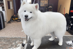 Control Unwanted Shedding with GlamPetz Furminator Treatment...