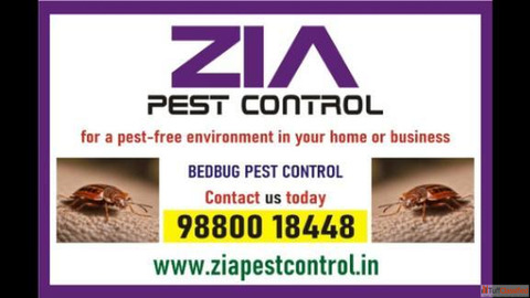 Bed Bugs Control Bed Bugs Services near me bed bugs Treatment 9003