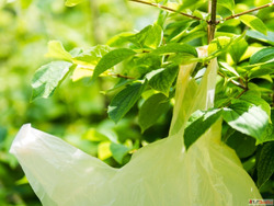 Wholesale Biodegradable Plastic Bags in Andhra Pradesh - Cle...