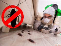 Who Offers Eco-Friendly Cockroach Pest Control Near Me