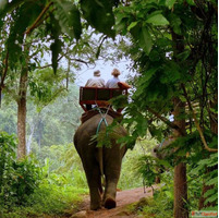 Embark on a Wild Journey with Jungle Safari Corbett National...
