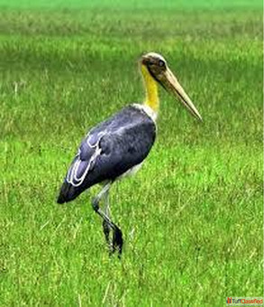 Whispers of the Wetlands Bird Watching Tour in Assam