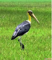 Whispers of the Wetlands Bird Watching Tour in Assam
