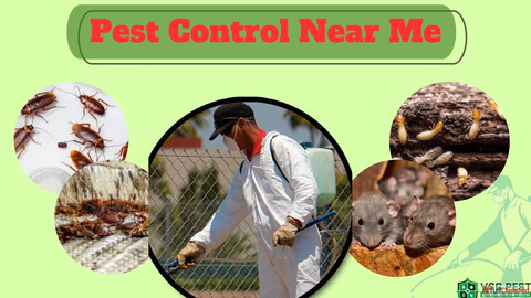 Quick Response Pest Control Near Me Team
