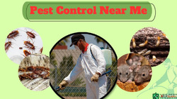 Quick Response Pest Control Near Me Team