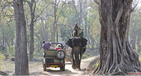 Explore the Wild Heart of Uttarakhand with Jungle Safari Corbett