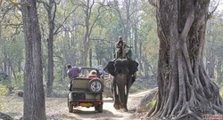 Explore the Wild Heart of Uttarakhand with Jungle Safari Cor...