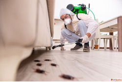 Pest Control Services in Madhapur