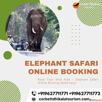 Experience the Wilderness with Jim Corbett Elephant Safari -...