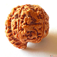 Harness the Power of Natural Rudraksha Beads from Haridwar