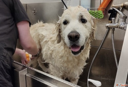 Professional Pet Hair Clipping Services in Goa - Clean Safe ...