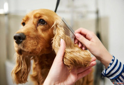 Affordable Pet Hair Trimming in Goa - Grooming That Cares