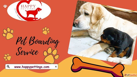 Boarding for Pets in Gurgaon-happypettings