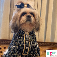 Dress Your Pet with Dog Kurta Dog Lehenga This Rakhi