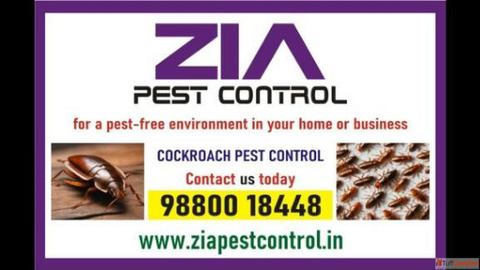 Zia Pest Control Cockroach Pest control company near me Pest services 8071