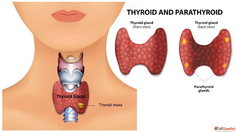 Safe and Effective Homeopathy Treatment for Thyroid Issues