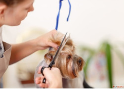 Get Rid of Painful Tangles with Expert DeMatting in Goa