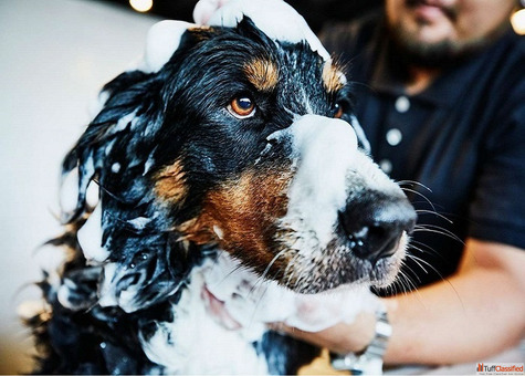 Say Hello to Flake-Free Skin with GlamPetz Anti-Dandruff Treatment in Goa