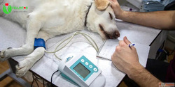 Best Veterinary Injection Manufacturers In India