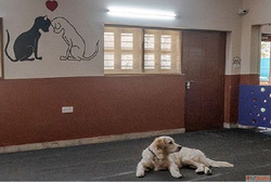 Safe Professional Dog Hostel in Goa - GlamPetz
