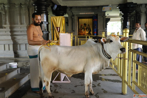 Why is the cow worshiped in India
